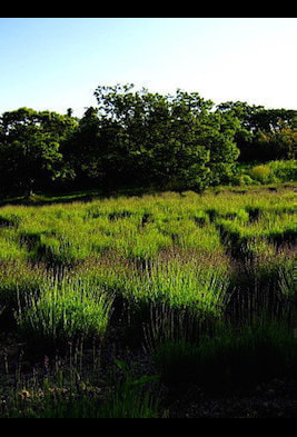 20150610173435.jpg