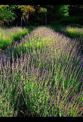 20150610173903.jpg