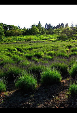 20150610164937.jpg
