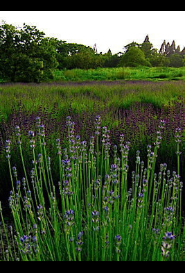 20150615172008.jpg