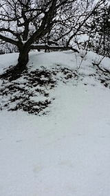 20140225山の様子1