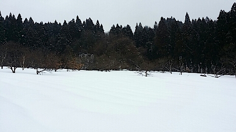 20140225ラベンダーの畑