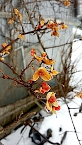 20140225ツルウメモドキ