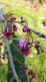 20140424ȬŹȻ޿β
