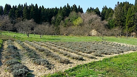 20140424٥Ȫ2