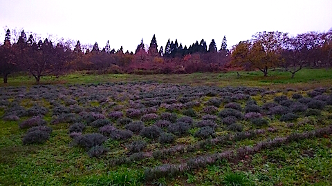 20141117٥Ȫͻ2