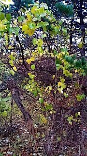 20141117Ӥդä