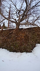 20150126ラベンダーの畑へと向かう急な坂道の様子