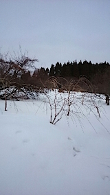 20150126山の様子1