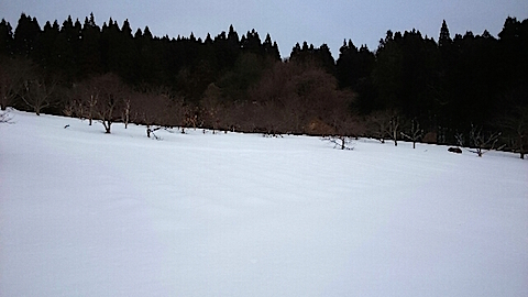 20150126ラベンダー畑の様子