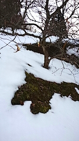 20150126山の様子3