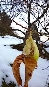 20150126ウスタビガ