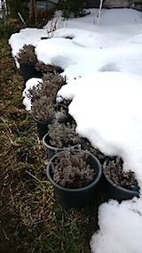 20150126ラベンダーの鉢植え