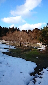 20150225八重紅枝垂れ桜のある斜面の様子2