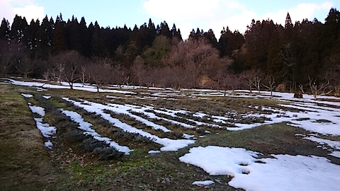 20150225ラベンダー畑の様子1