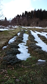 20150225ラベンダーナナ成沢