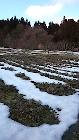 20150225ラベンダーおかむらさき