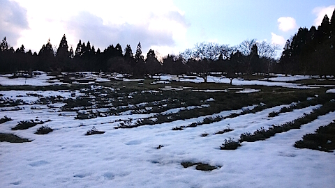 20150225ラベンダー畑の様子2