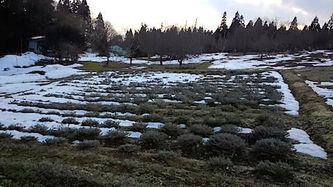 20150225ラベンダー畑の様子3