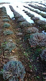 20150225ラベンダーはなもいわとラベンダーおかむらさき