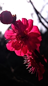 20150331ߤβ9