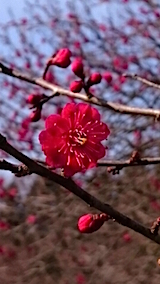 201503231ߤβ11