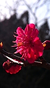20150331ߤβ12
