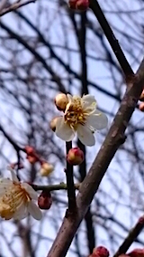 2015033ߤβ1