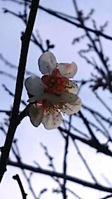 20150331ߤβ2