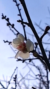 201503231ߤβ3