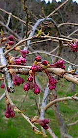 20150410ȬŹȻ޿ΤĤܤ