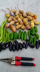 20151009収穫した野菜とあけび