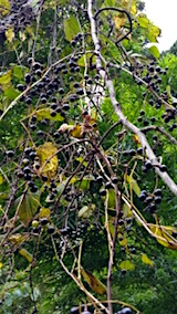 20151009山ブドウの収穫1