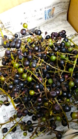 20151009山ブドウの収穫2