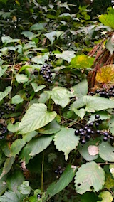 20151009山ブドウの収穫3