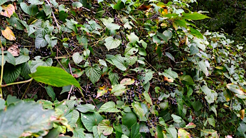 20151009山ブドウの収穫5