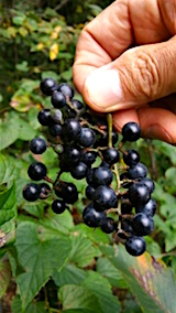 20151009山ブドウの収穫4