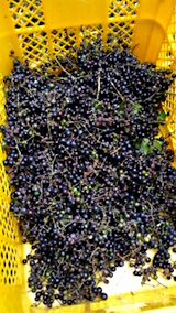 20151009山ブドウの収穫6