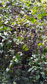 20151009山ブドウの収穫7