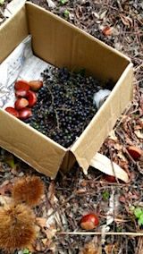 20151009山ブドウの収穫8