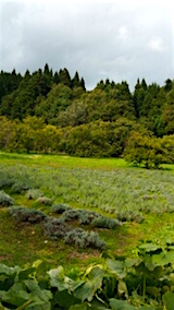 20151009ラベンダー畑の様子