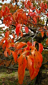 20151009紅葉した柿の葉っぱ