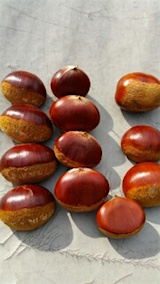 20151009栗晩赤銀寄農林四号