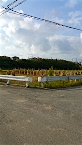 20151009山からの帰り道の様子田んぼ