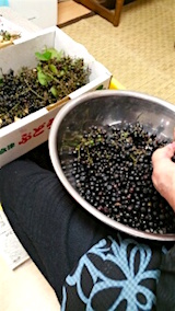 20151009山ブドウの処理