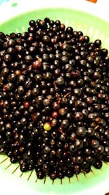 20151009がっこ用の山ブドウ