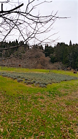 20151210ラベンダーの畑