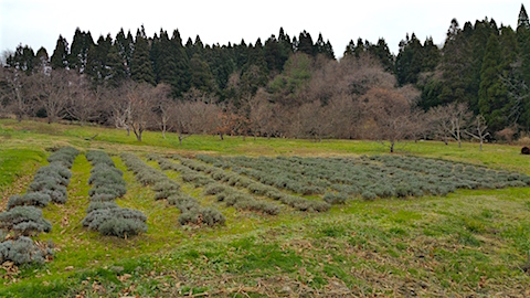 20151210ラベンダー畑の様子