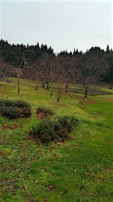 20151211八重紅枝垂れ桜のある斜面とラベンダー畑の様子