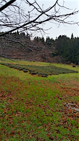 20151211ラベンダー畑の様子1